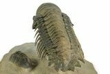 Flying Crotalocephalina Trilobite - Exposed Hypostome #359234-4